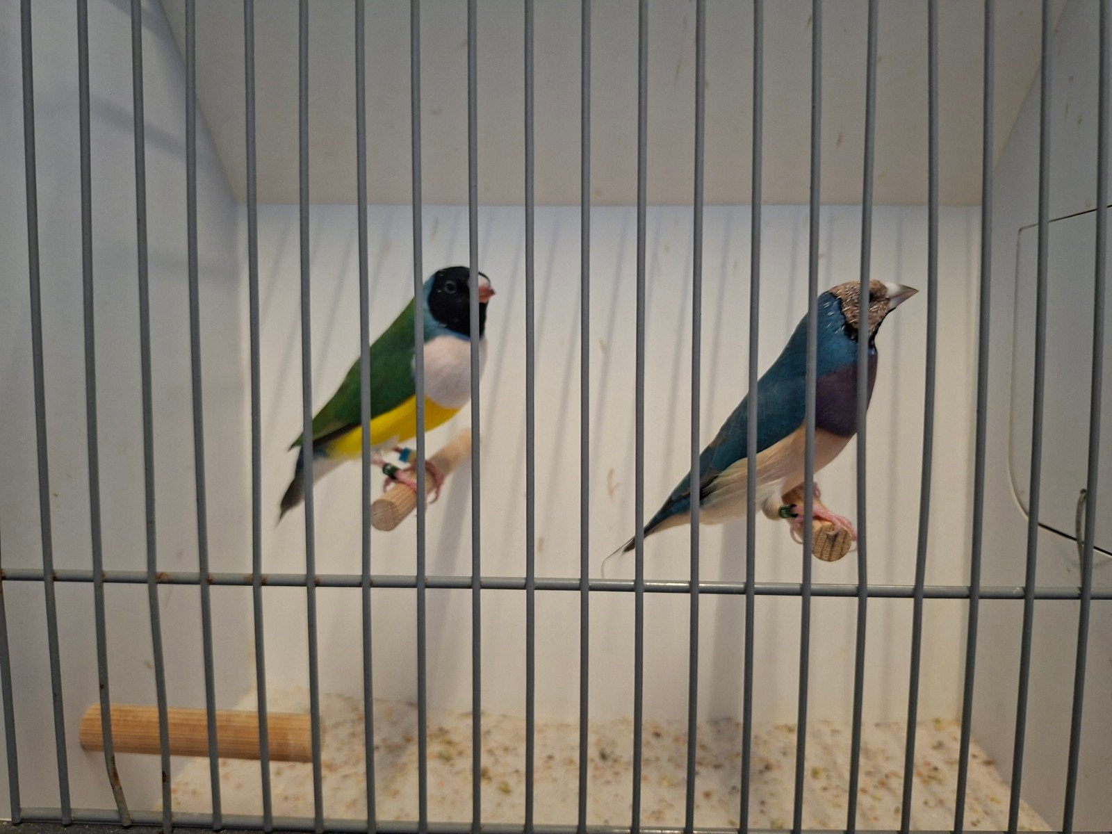 gouldamadines split blauwe en blauw, Dieren en Toebehoren, Meerdere dieren, Tropenvogel, Geringd