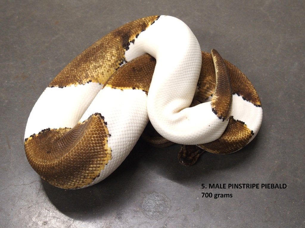 Koningspythons halwas en volwassen kweekdieren deel 1 Ball Python photo 5