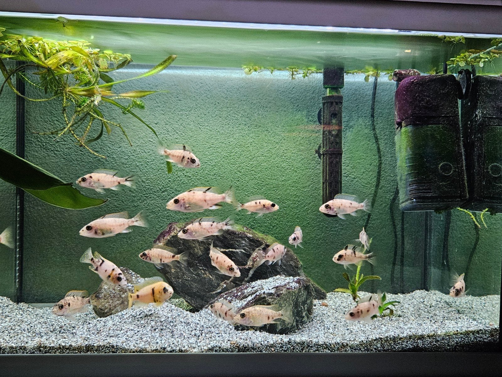 Aulonocara Multicolour 5-6 cm super mooi!, Dieren en Toebehoren, Vis, Zoetwatervis