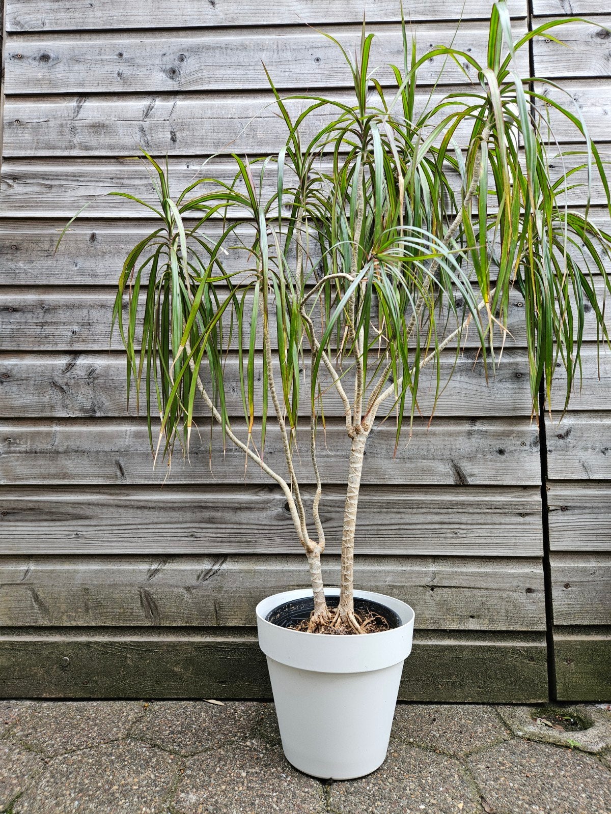 Grote Dracaena Marginata, Ophalen, 100 tot 150 cm, Overige soorten, Halfschaduw