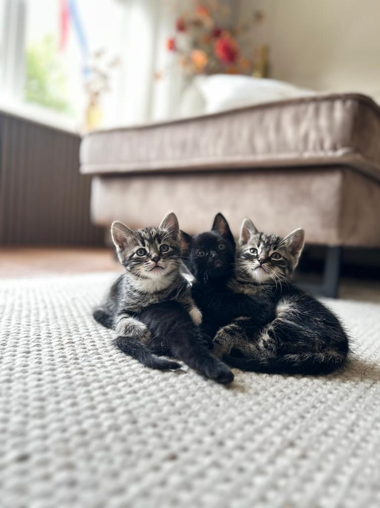 Hele lieve kittens te koop, Dieren en Toebehoren, Kater, 0 tot 2 jaar