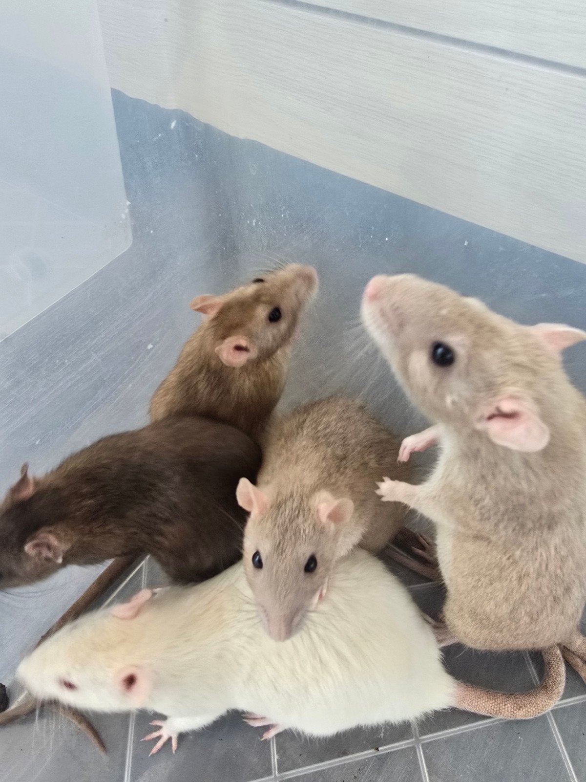 ratten, Dieren en Toebehoren, Knaagdieren, Maart, Meerdere dieren, Rat