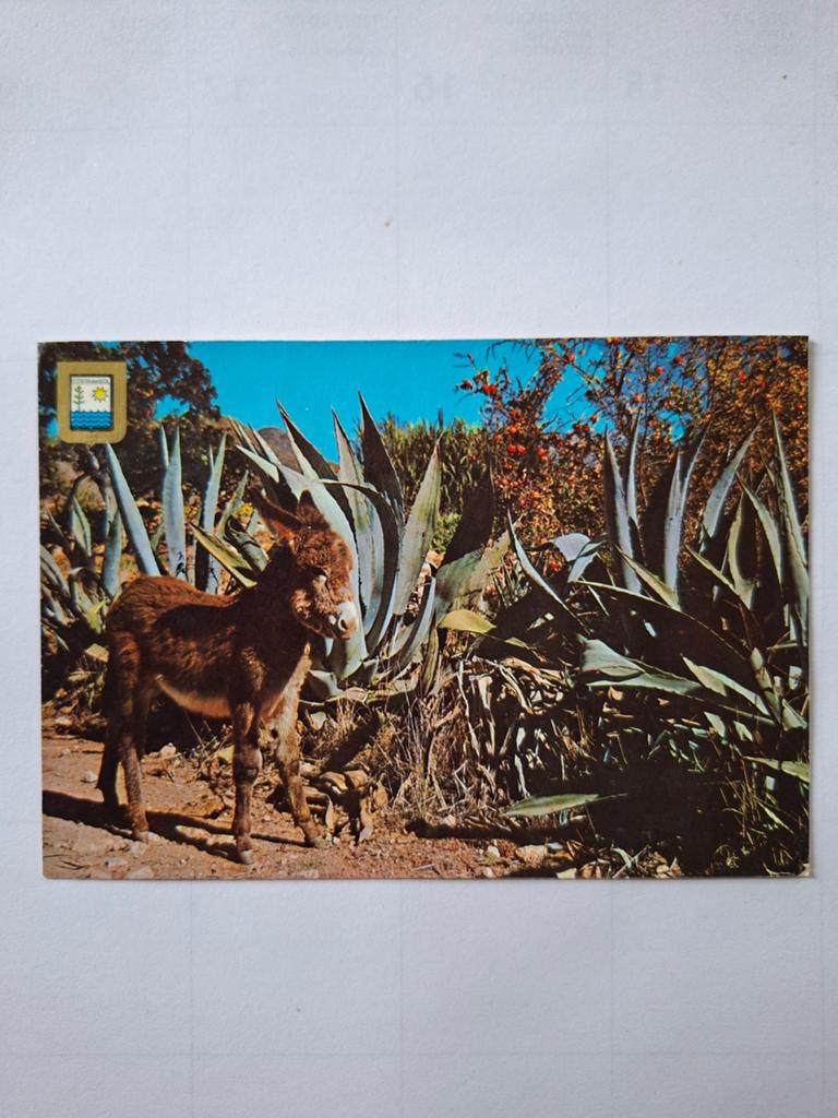 Vintage Ansichtkaart Ezel Costa del Sol Spanje Ongelopen, Ophalen of Verzenden, 1980 tot heden, Ongelopen, Spanje