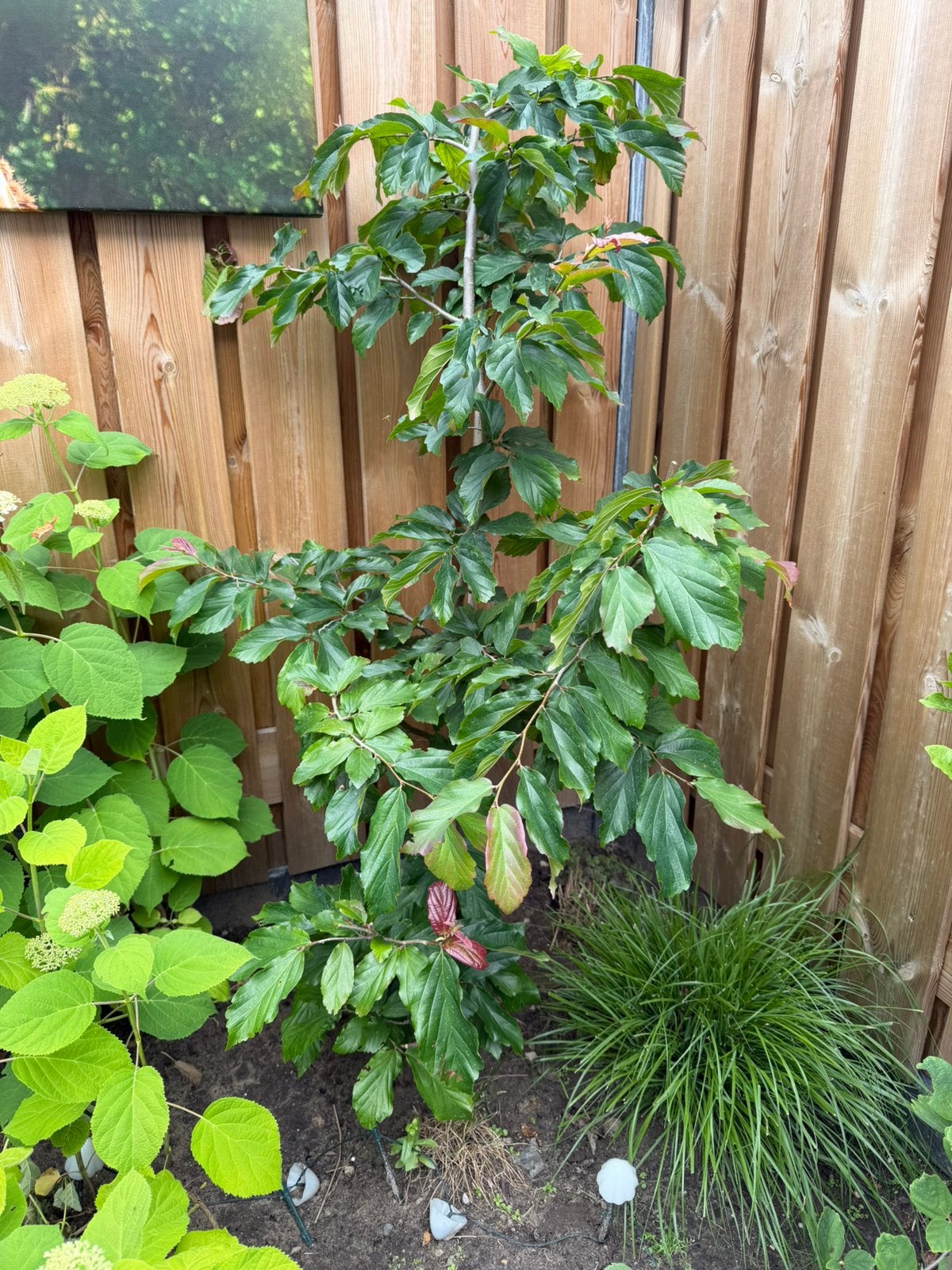 Perzische ijzerhout, Tuin en Terras, Planten | Bomen, Ophalen, Bloeit niet, Halfschaduw, Overige soorten