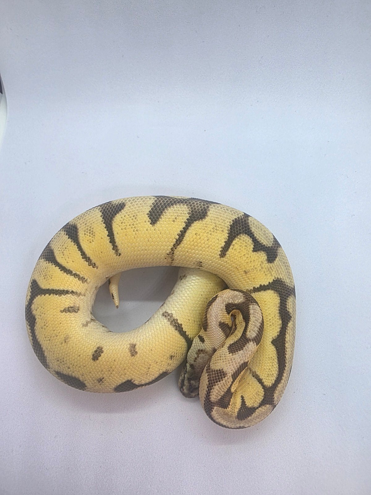 Ball python Bumble Bee Phantom, Dieren en Toebehoren, Reptielen en Amfibieën, Slang, 0 tot 2 jaar