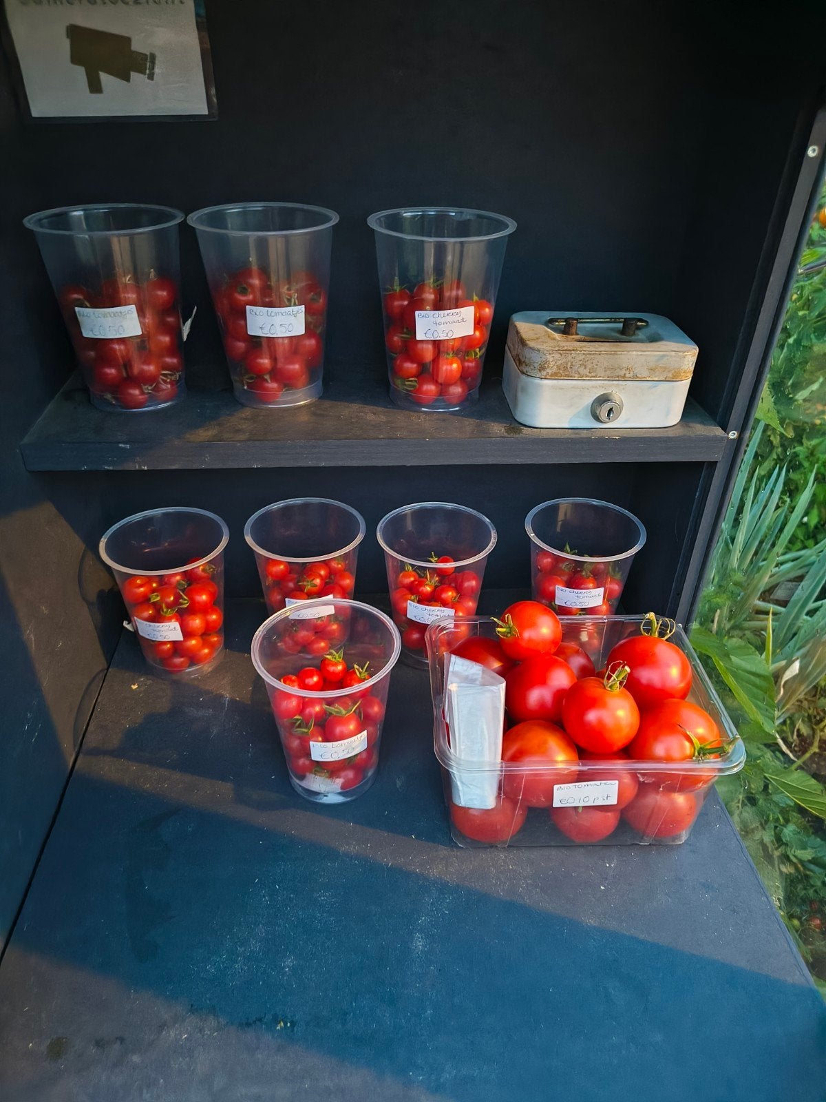 Heerlijke tomaten uit eigen tuin., Ophalen