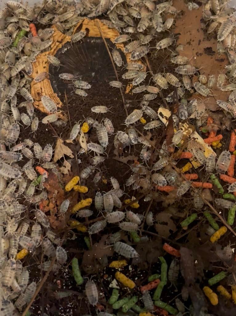 Porcellio laevis ‘dairy cow’ pissebedden - isopods, 0 tot 2 jaar