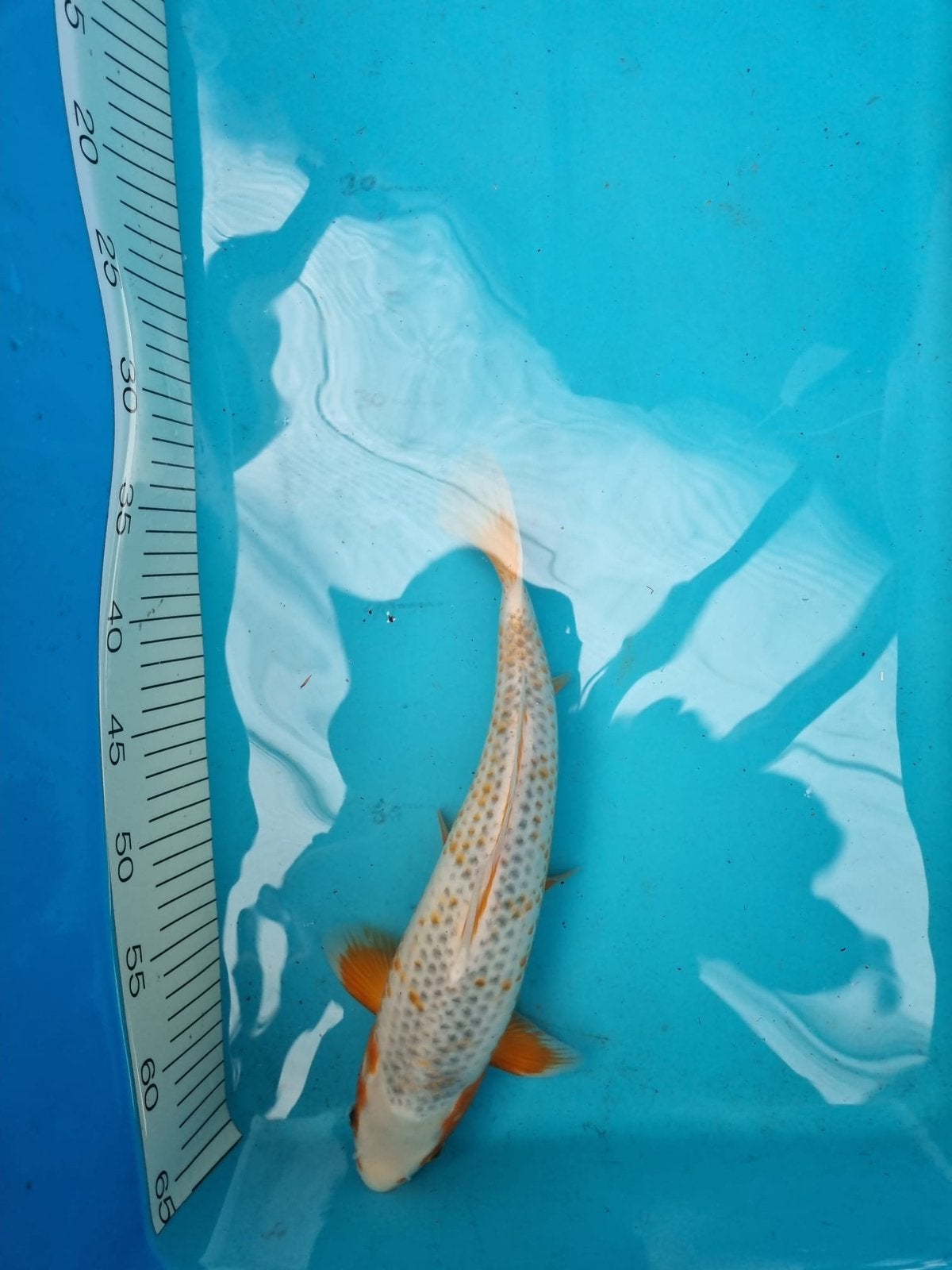 Te japanse koi hi asagi 36cm, Karper of Koi