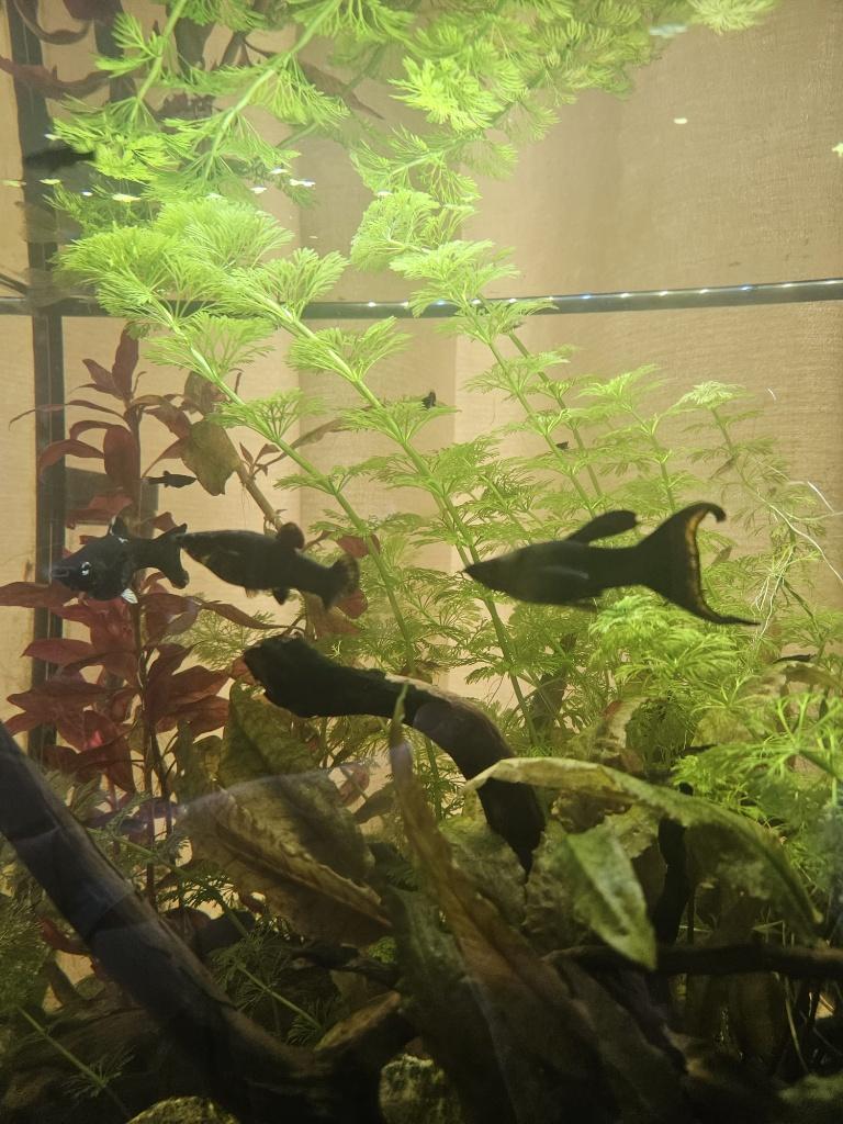 Black Molly, Dieren en Toebehoren, Vissen | Aquariumvissen, Vis, Zoetwatervis