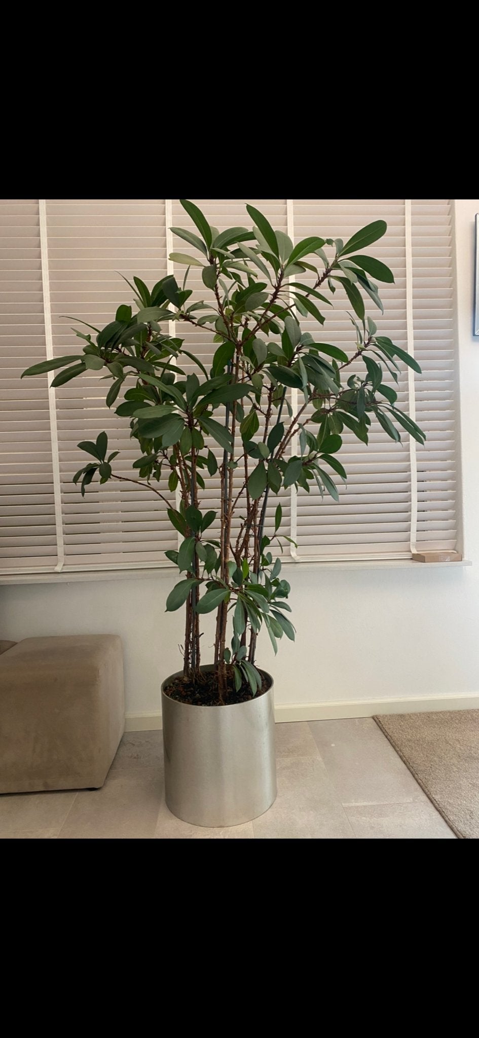 Grote Ficus plant in stijlvolle zilveren pot, Huis en Inrichting, Kamerplanten, Ficus, In pot, 150 tot 200 cm, Groene kamerplant