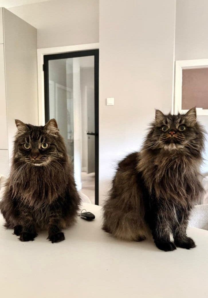 2 poezen Siberische boskatten, Poes