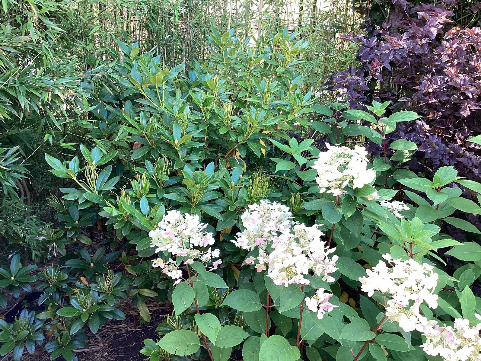 Gratis vaste tuinplanten, Tuin en Terras, Planten | Tuinplanten, Vaste plant, Overige soorten, Halfschaduw, Ophalen