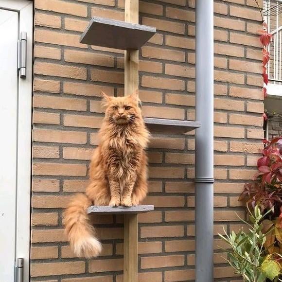 Kattentrap op Maat - Katten Ladder, Dieren en Toebehoren, Krabmeubelen, Nieuw, Krabpaal, Ophalen of Verzenden