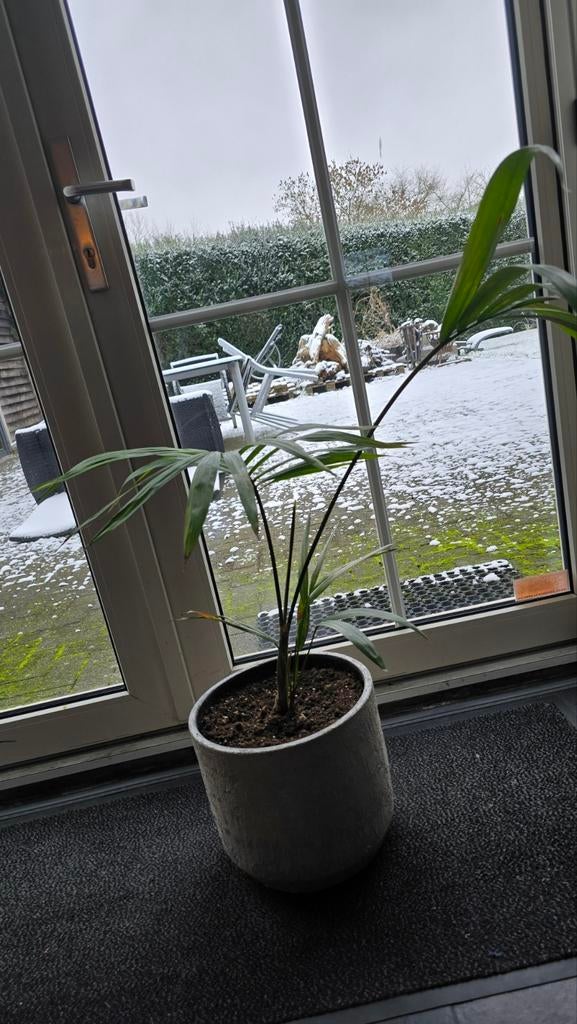 Waaierpalm, Ophalen, Palm, Halfschaduw, In pot