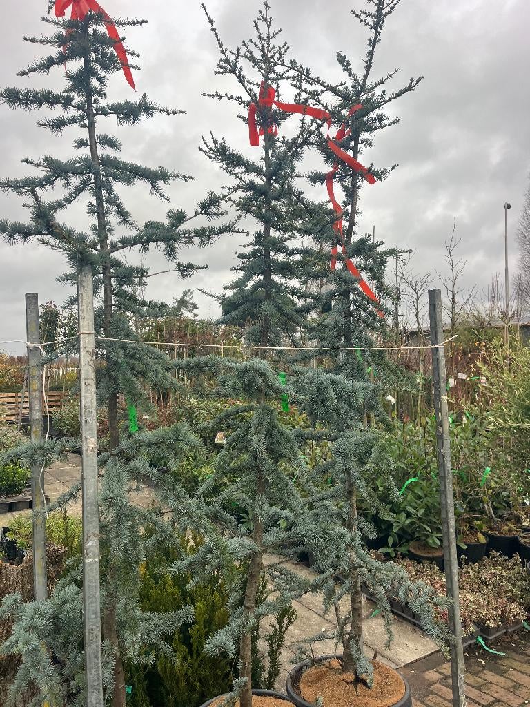 Blauwe Atlasceder, Cedrus  atlantica 'Glauca', Tuin en Terras, Planten | Bomen, Ophalen, Halfschaduw, Overige soorten, 100 tot 250 cm
