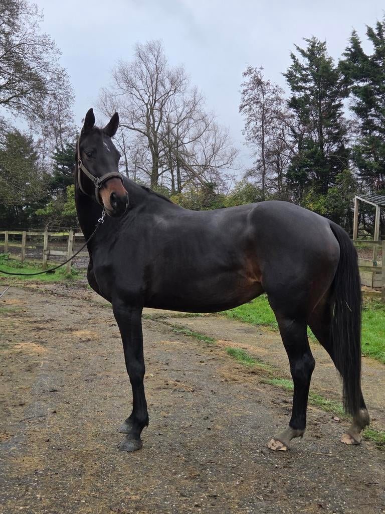Brave en werkwillige 6-jarige dressuurmerrie, Dieren en Toebehoren, Paarden, Merrie, 3 tot 6 jaar