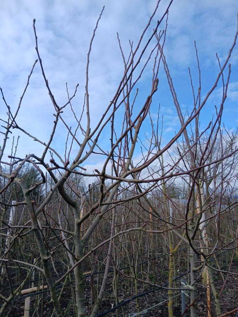 Kruidenierspeer,  vroege oogst ecologisch stoofpeer st remy, Ophalen, Eenjarig, Groenteplanten, Volle zon