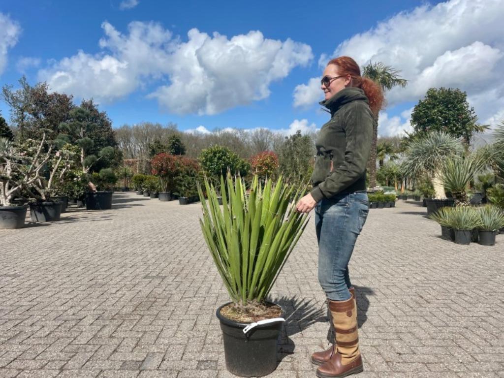 Yucca faxoniana te koop, Overige soorten, Volle zon, Vaste plant, Verzenden