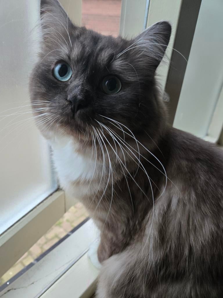 Ragdoll dekkater (niet te koop)