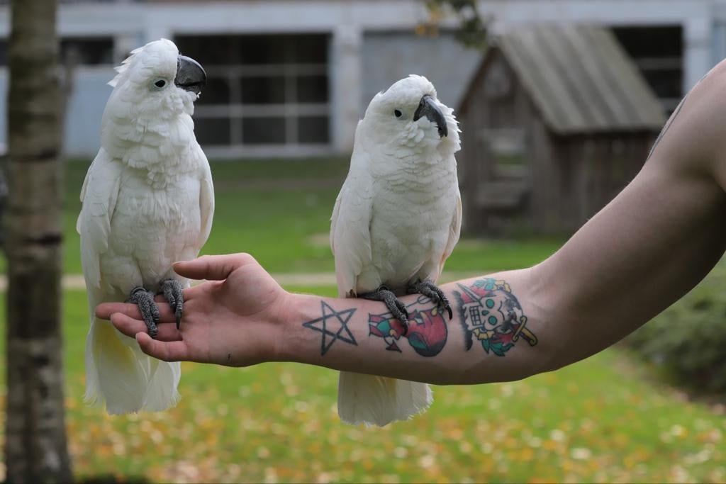 Kunt u niet langer voor uw vogel zorgen? Wij helpen u graag!, Dieren en Toebehoren, Vogels | Parkieten en Papegaaien, Meerdere dieren