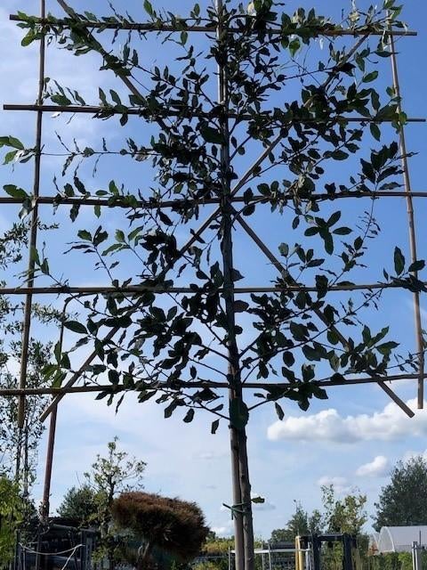 Leiboom Quercus ilex (Steeneik) in diverse maten, Ophalen, Bloeit niet, Leiboom, Halfschaduw