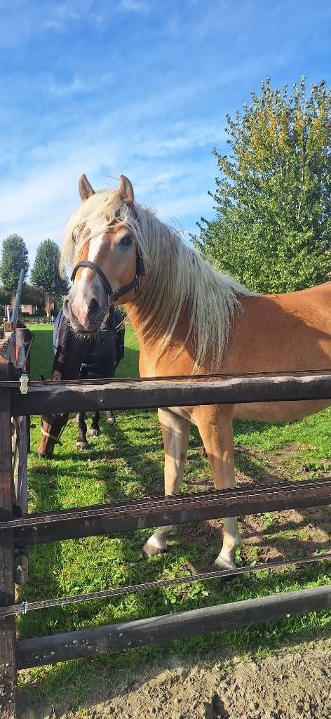Haflinger ruin 3 jaar, Dieren en Toebehoren, Paarden, Minder dan 160 cm, Met stamboom, Ruin, 3 tot 6 jaar