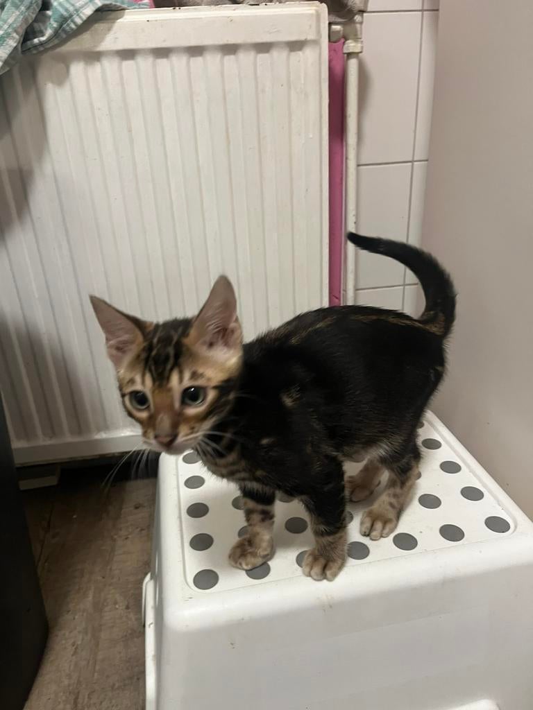 Bengaal bengalse kittes, Dieren en Toebehoren, Katten en Kittens | Overige Katten, Meerdere dieren, Kortharig, 0 tot 2 jaar