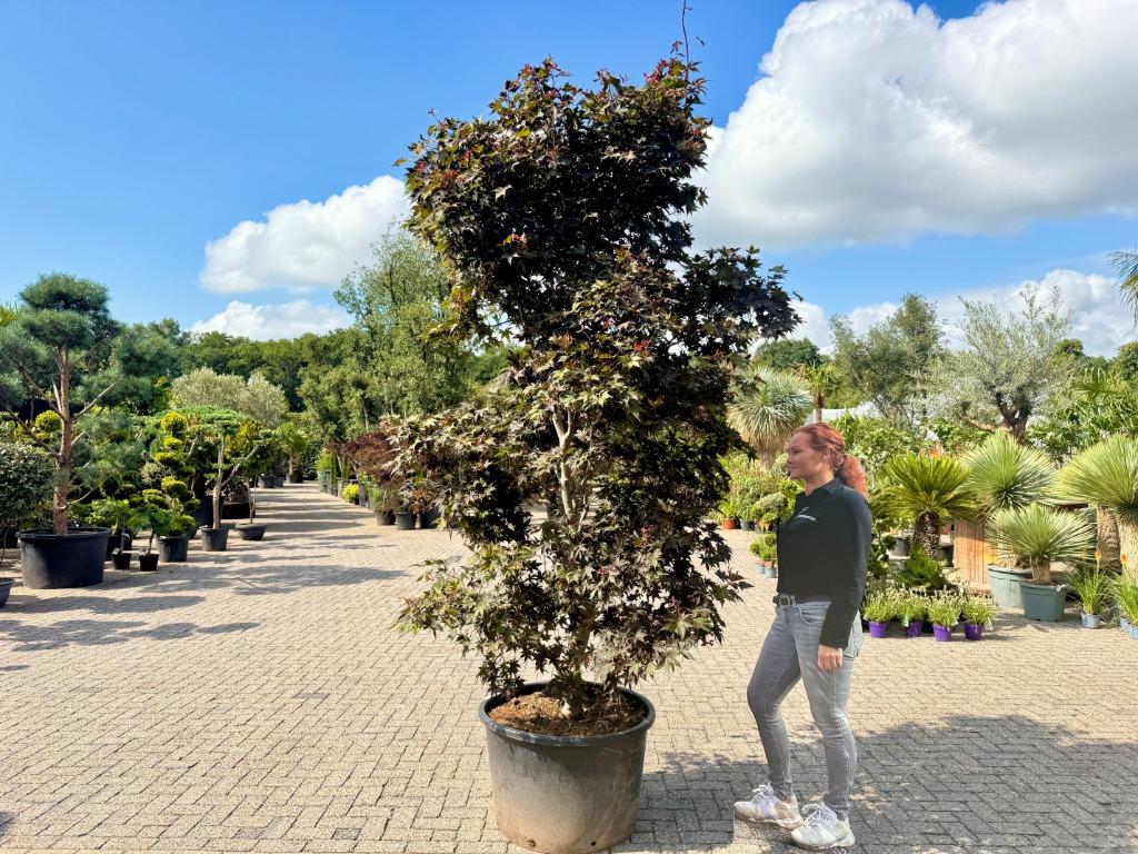Acer palmatum Bloodgood - Japanse esdoorn 260/280 cm te koop