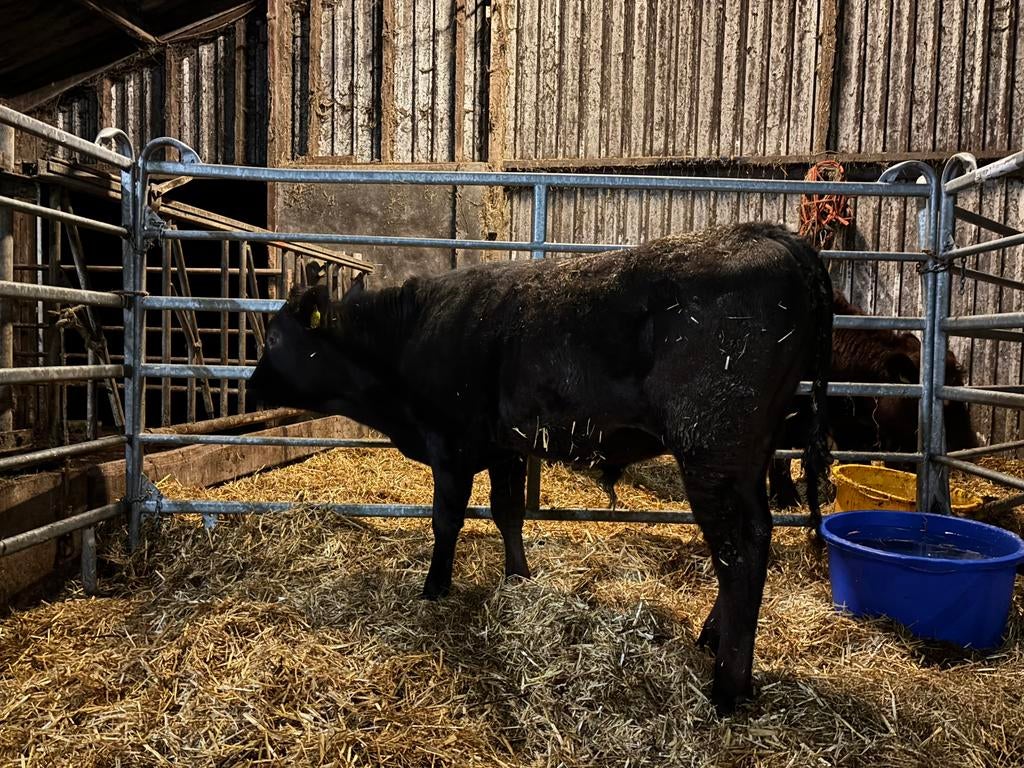 Zuivere Wagyu dekstier HOORNLOOS!!, Mannelijk, 0 tot 2 jaar