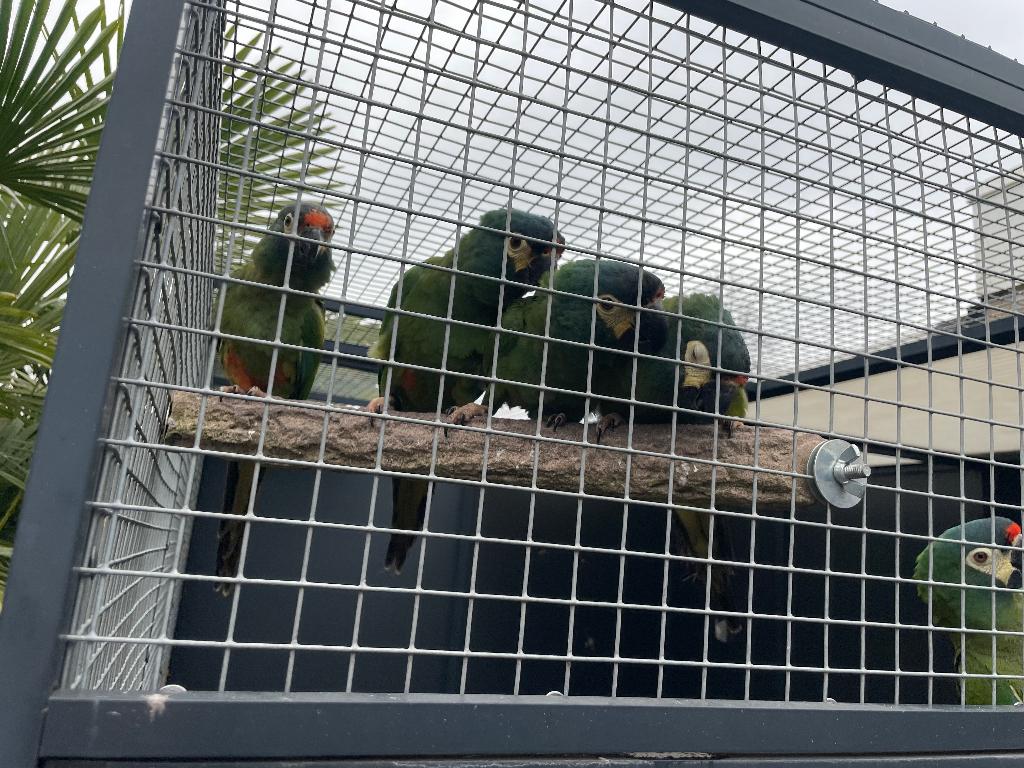 1-0 ara maracana 2025, Dieren en Toebehoren, Vogels | Parkieten en Papegaaien, Mannelijk, Papegaai, Geringd