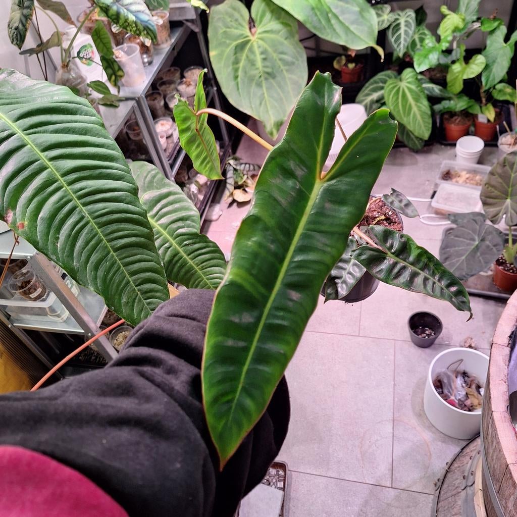 Philodendron Billietiae (1), Huis en Inrichting, Kamerplanten, Ophalen of Verzenden, Halfschaduw, Minder dan 100 cm