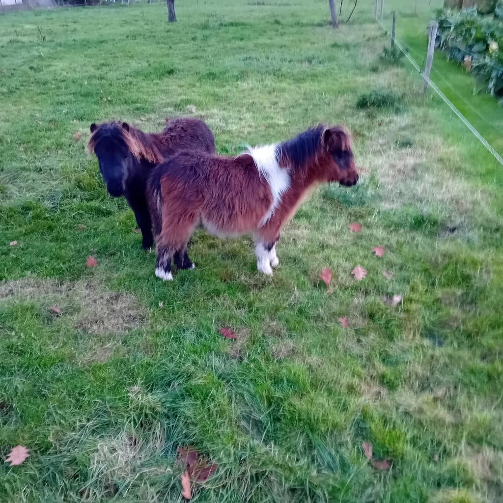 Diverse Shetlanders, Hengst, A pony (tot 1.17m), 0 tot 2 jaar