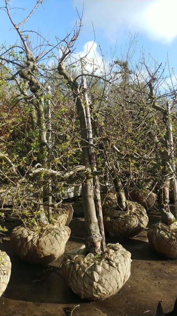 Elstar Delcorf Goudreinette Laagstam appels 45 jaar, Tuin en Terras, Planten | Fruitbomen, Ophalen, 250 tot 400 cm, Appelboom