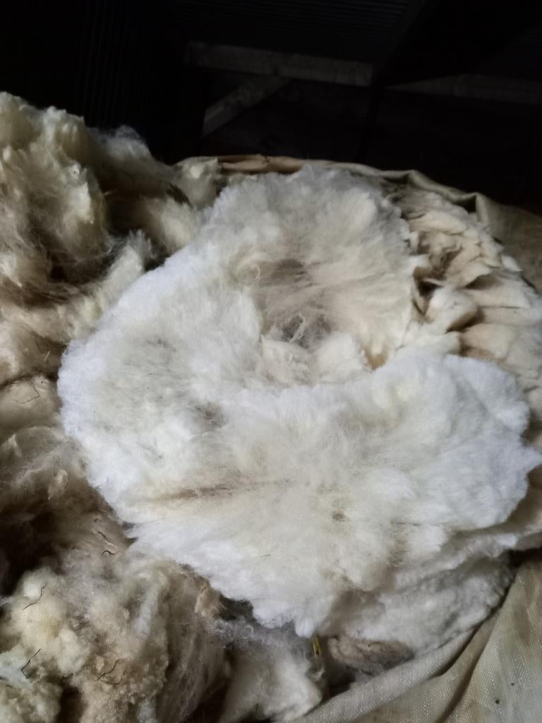 Witte schapen vachten wol te koop, Ophalen of Verzenden, Nieuw, Spinwol