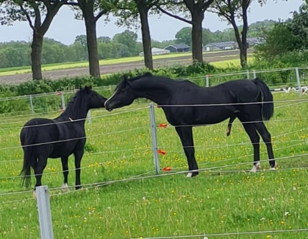 Arabische AVS premie Dekhengst, Hengst