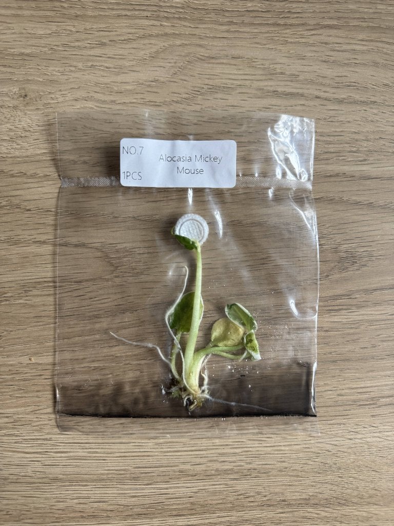 Alocasia Xanthosoma Mickey Mouse - Tissue Culture Plant (TC), Verzenden, Overige soorten, Halfschaduw, Minder dan 100 cm