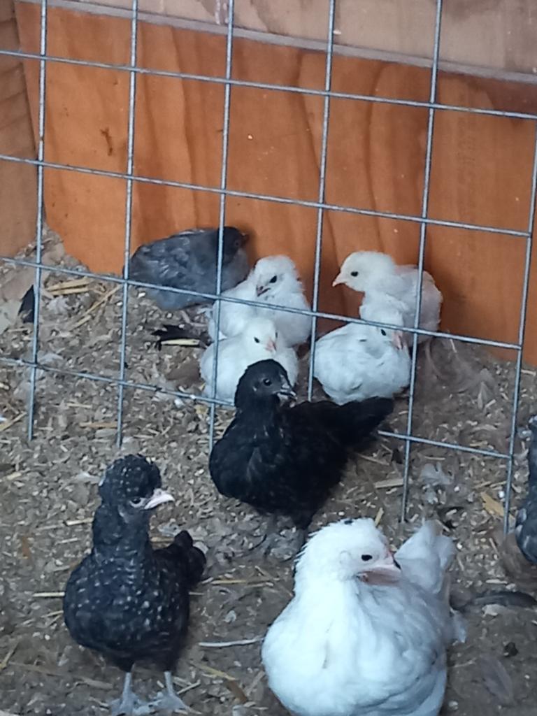 Cochin wyandot kuifhoen mix kriel, Geslacht onbekend, Kip