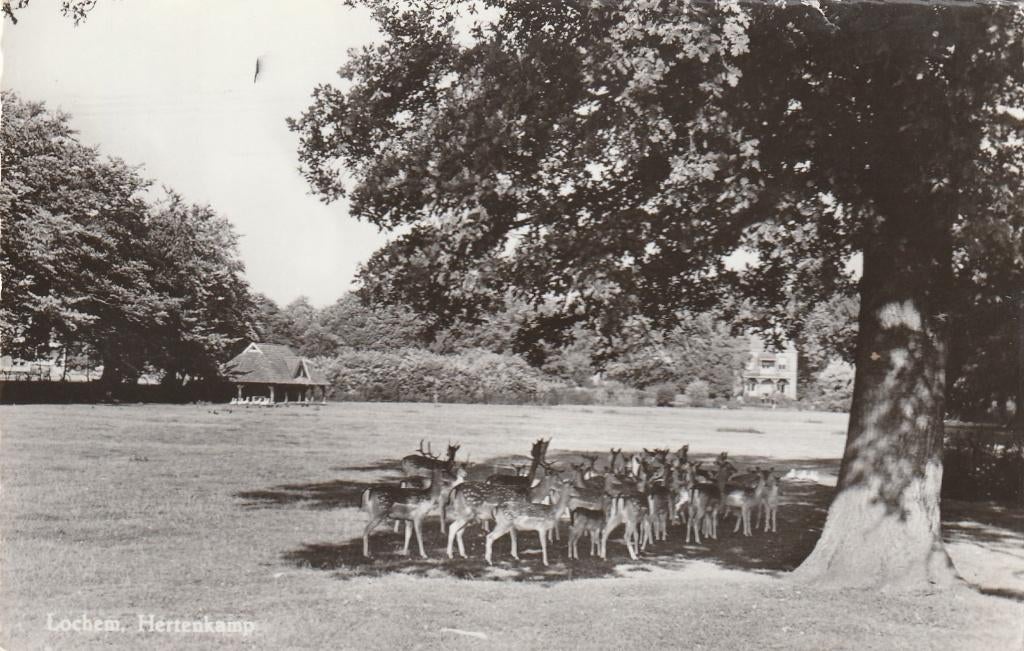 LOCHEM Hertenkamp, Verzamelen, Ansichtkaarten | Nederland, Ongelopen, Gelderland, 1960 tot 1980, Verzenden