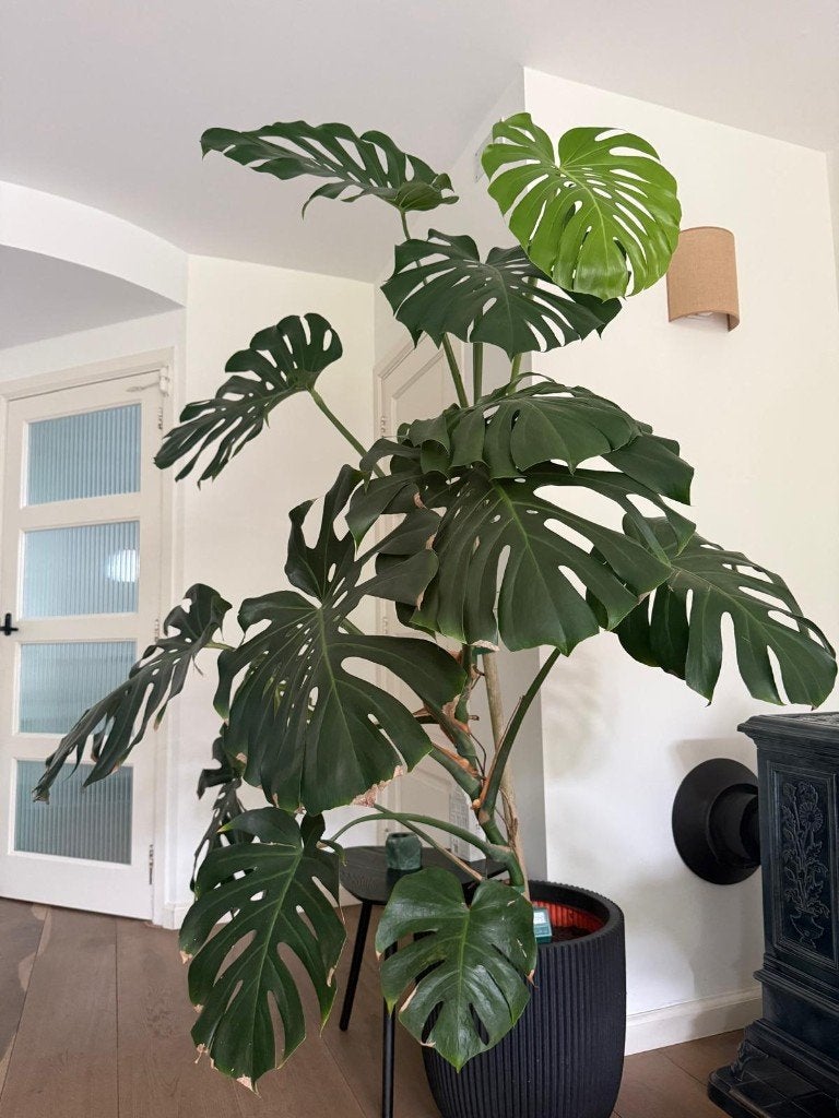 Monstera Deliciosa 210 cm incl pot, Ophalen, 200 cm of meer, Overige soorten, Halfschaduw