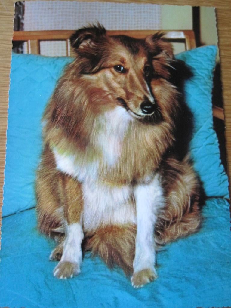 Shetland sheepdog sheltie op kaart, Verzenden, 1980 tot heden, Ongelopen, Hond of Kat