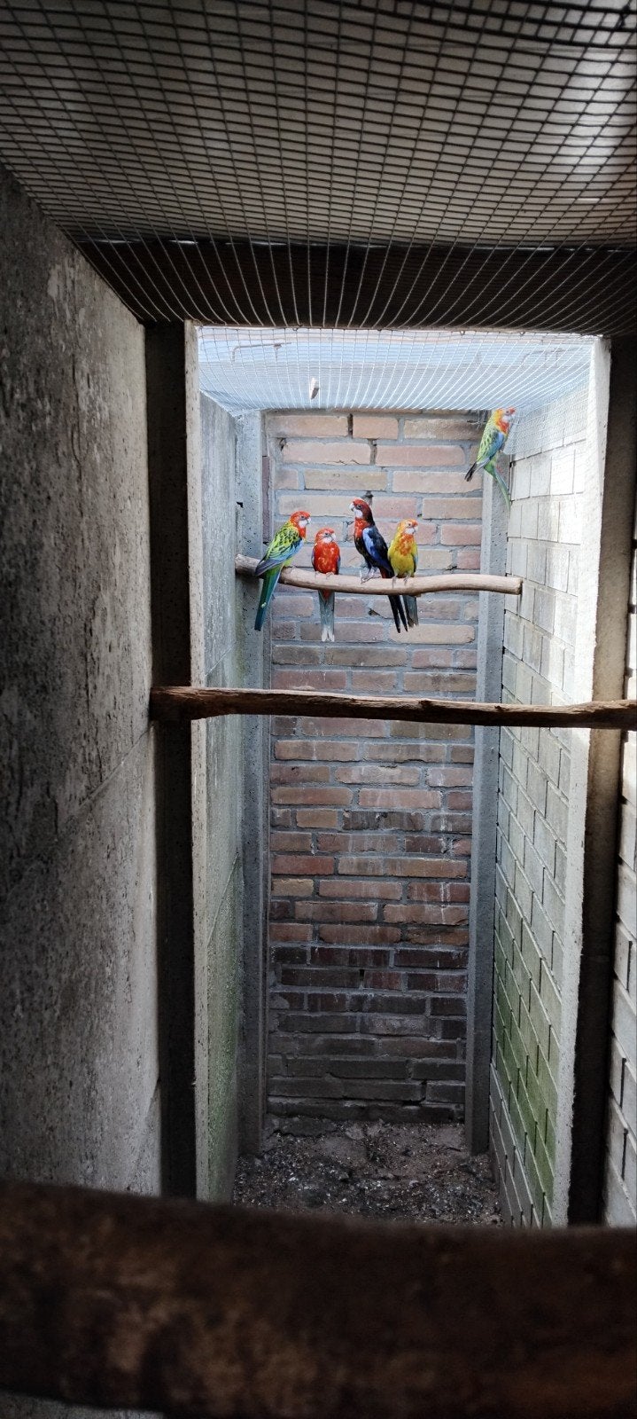 rosella's, Meerdere dieren, Parkiet, Geringd