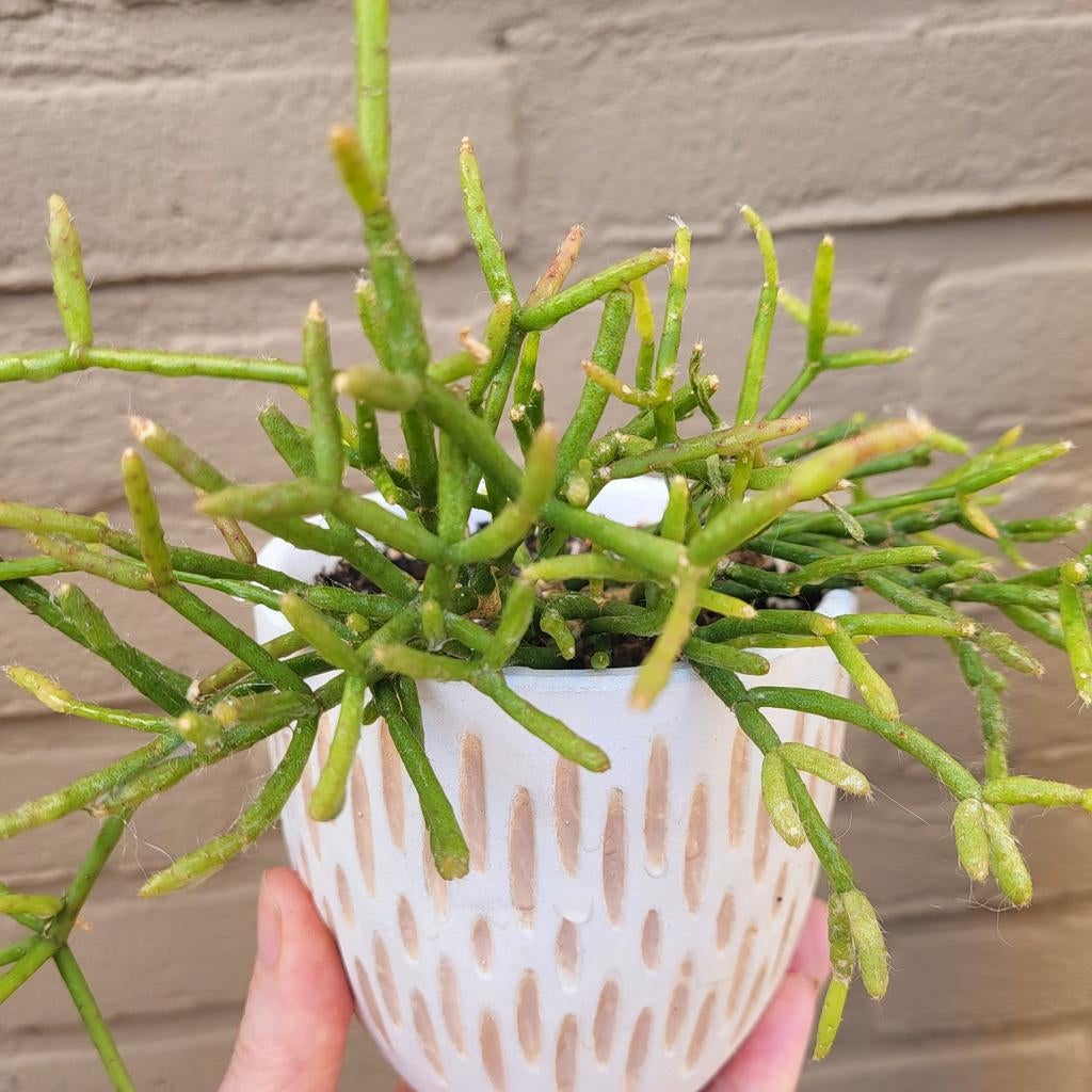 Rhipsalis Heteroclada Hangplant, Verzenden, Cactus, Halfschaduw, Minder dan 100 cm
