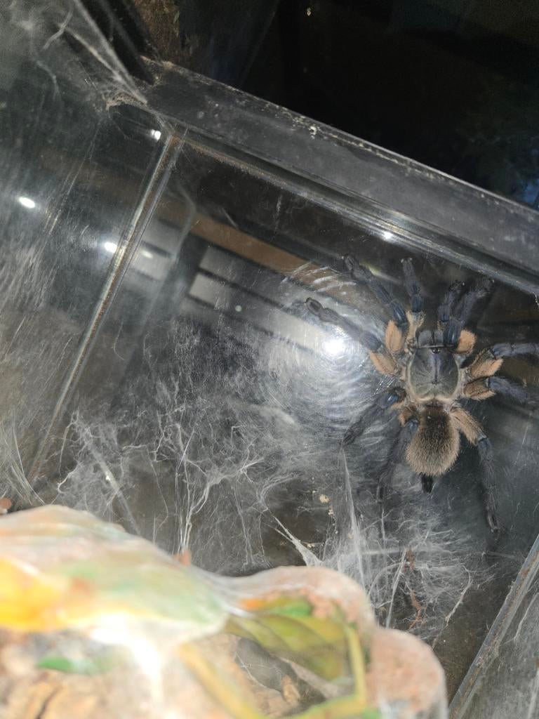 Monocentropus balfouri 0.1 volwassen vrouw, Dieren en Toebehoren, Spin of Schorpioen