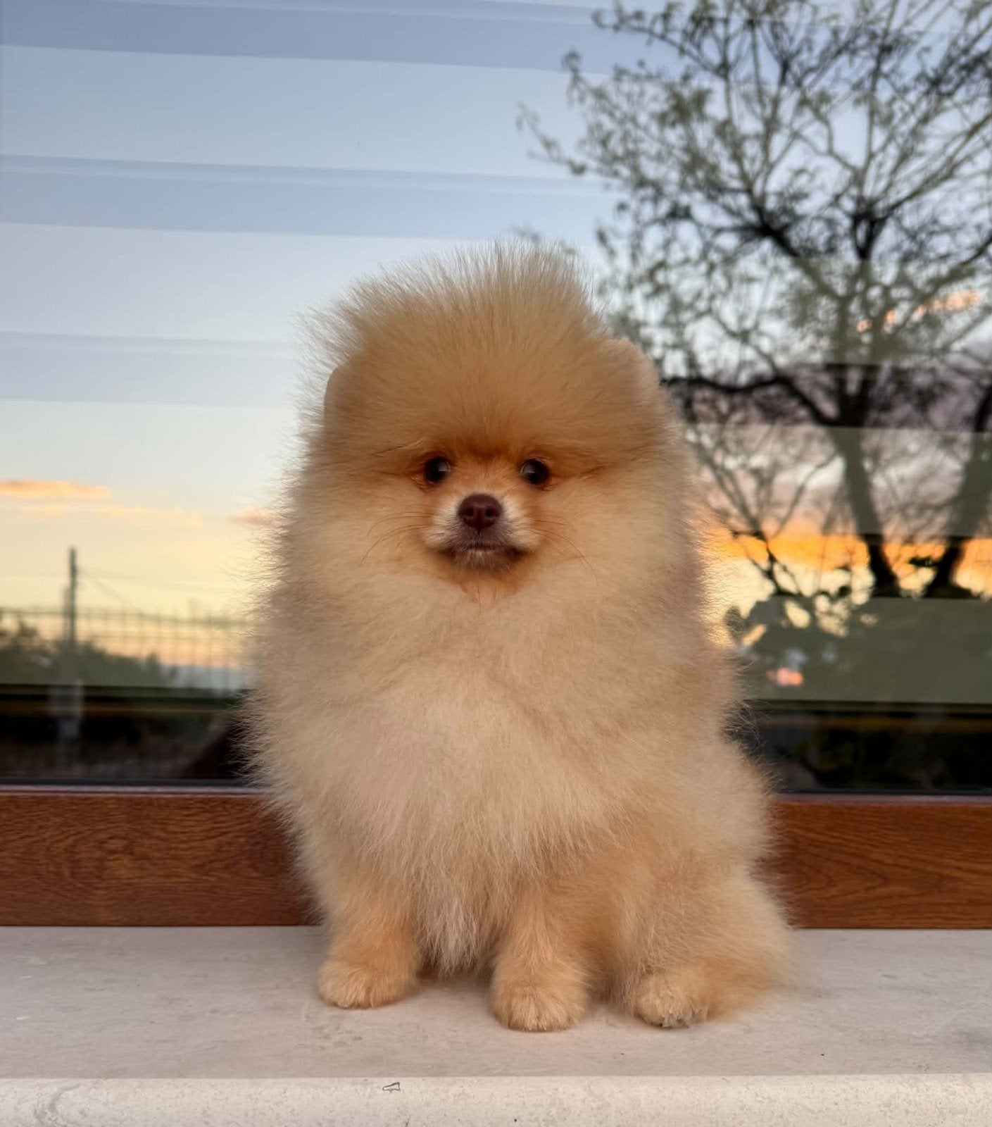 pomeranian, 8 tot 15 weken, Buitenland, Eén hond, Reu