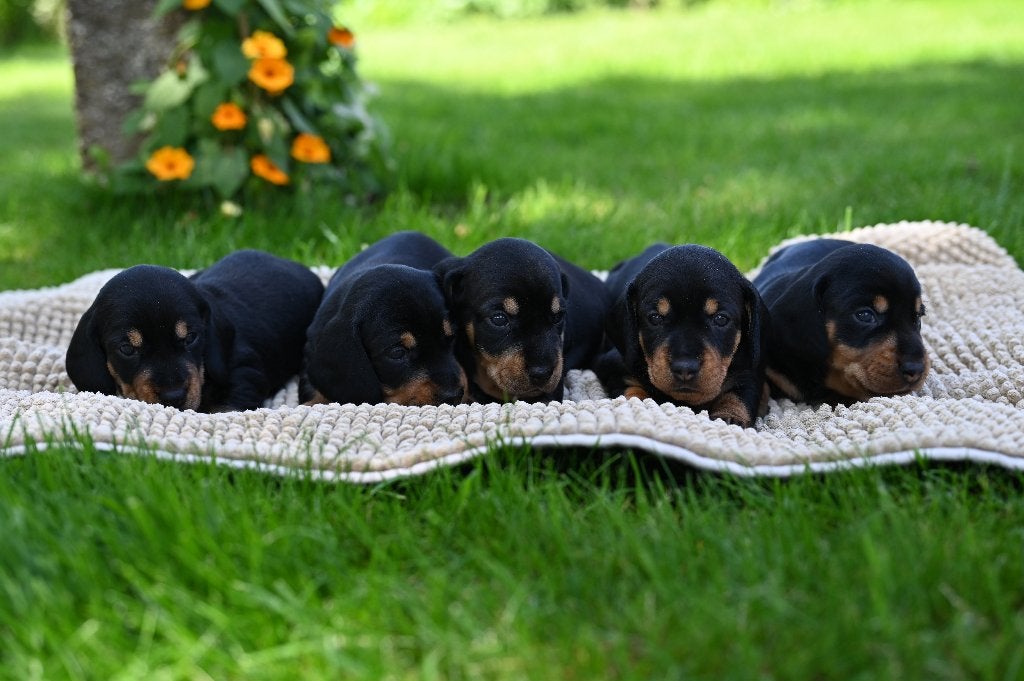 Prachtige ruwharige teckel pups, Parvo, 8 tot 15 weken, Dwerg, Meerdere
