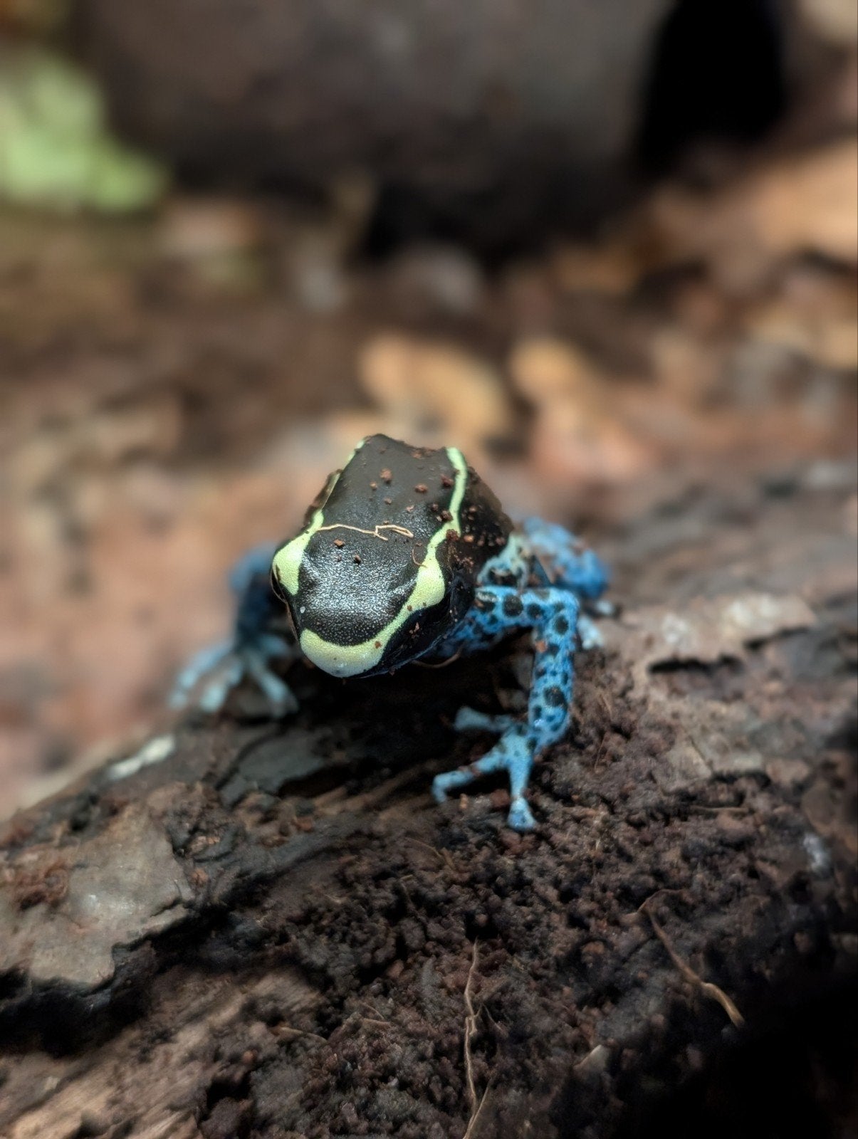 Dendrobates "Grijspoot" Frog photo 7