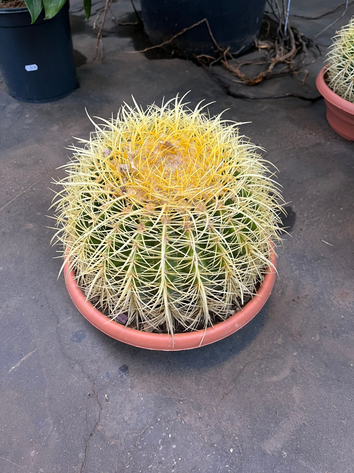 echinocactue 20 cm