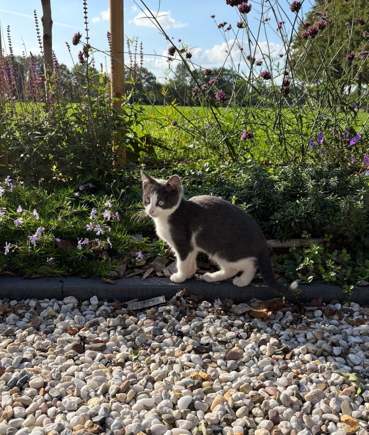 Drie mooie boerderij kittens, Dieren en Toebehoren, Meerdere dieren