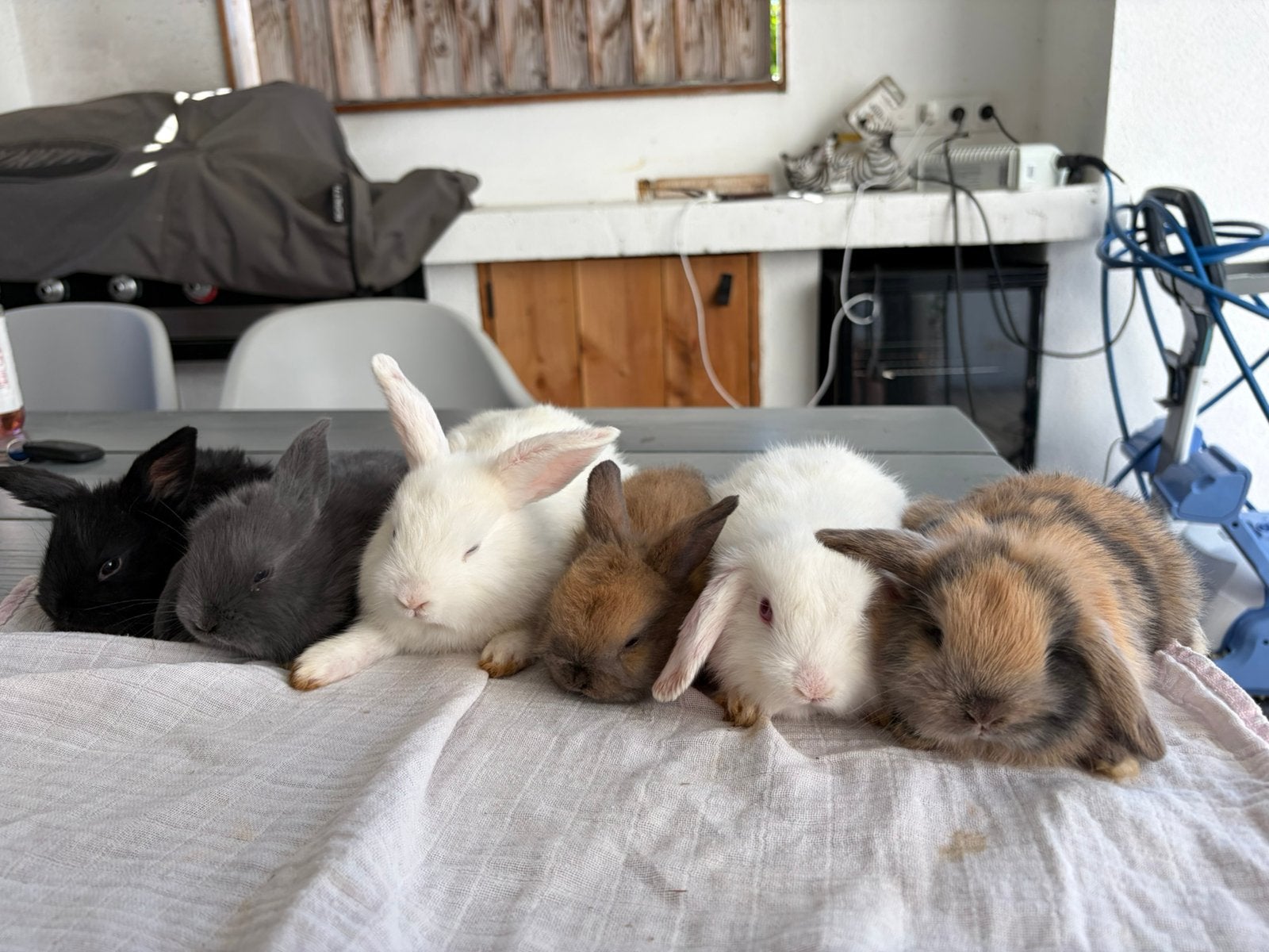 NHD dwerg hangoor konijnen, Dieren en Toebehoren, Maart, Meerdere dieren, Overige typen, Tam