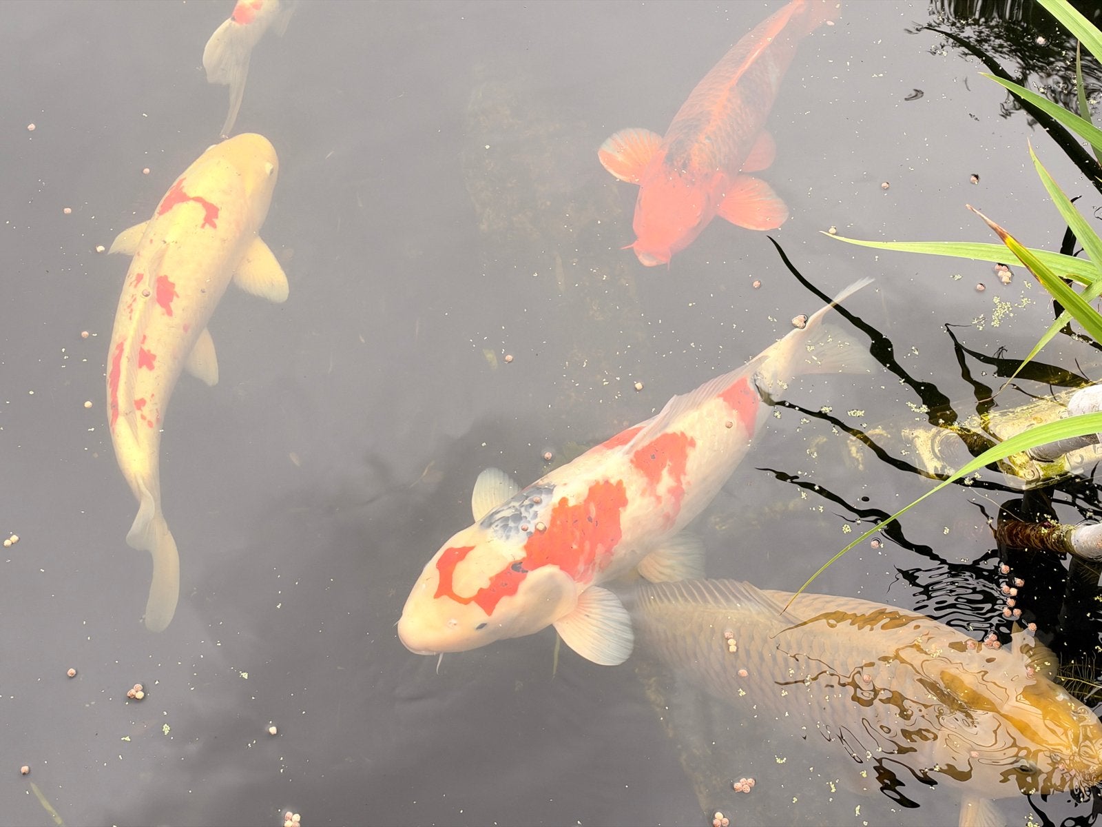 12 Japanse koi’s tussen de 45 en 80cm groot, Karper of Koi